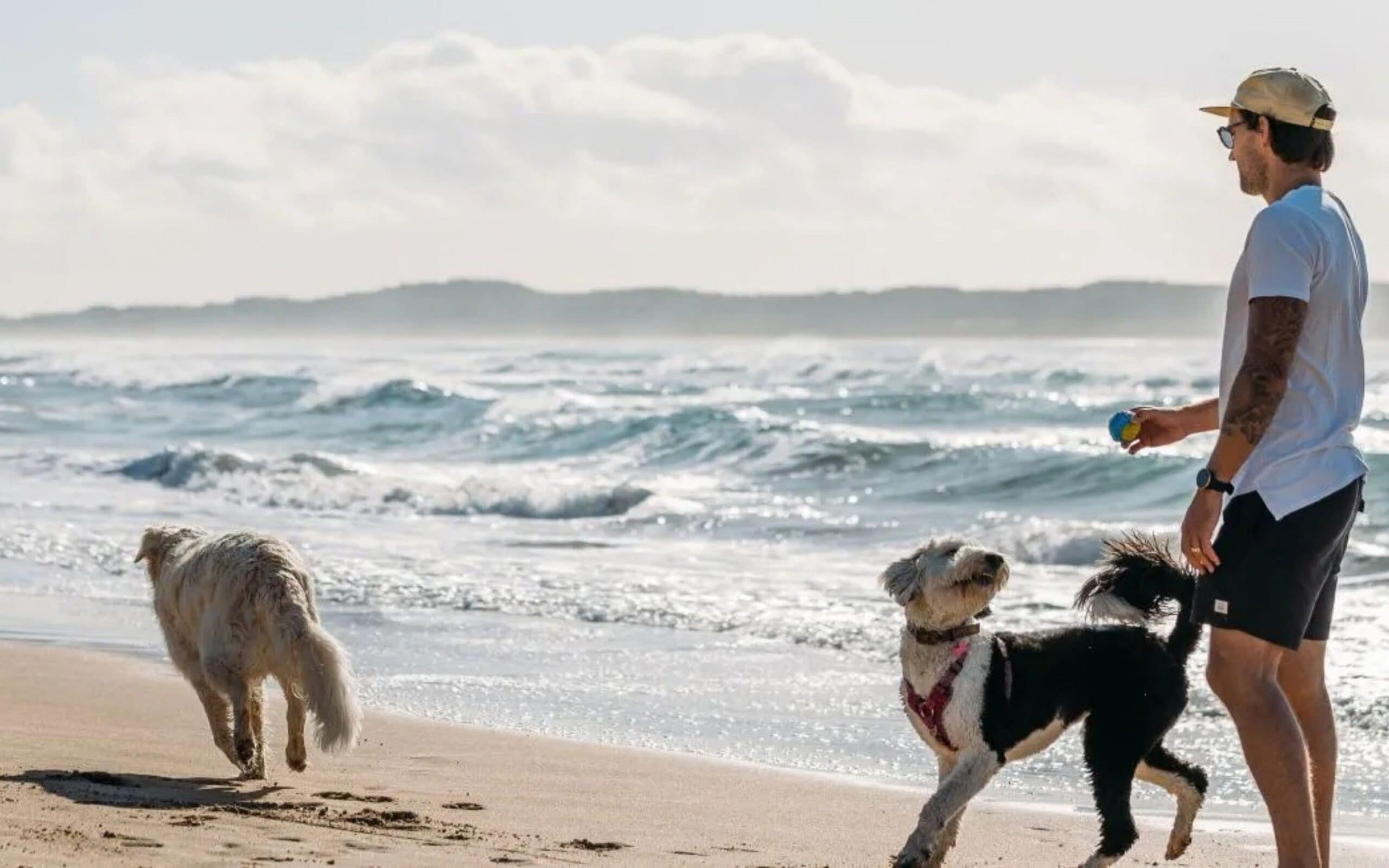 A man throwing a ball for his dog at Greenhills beach in Cronulla.