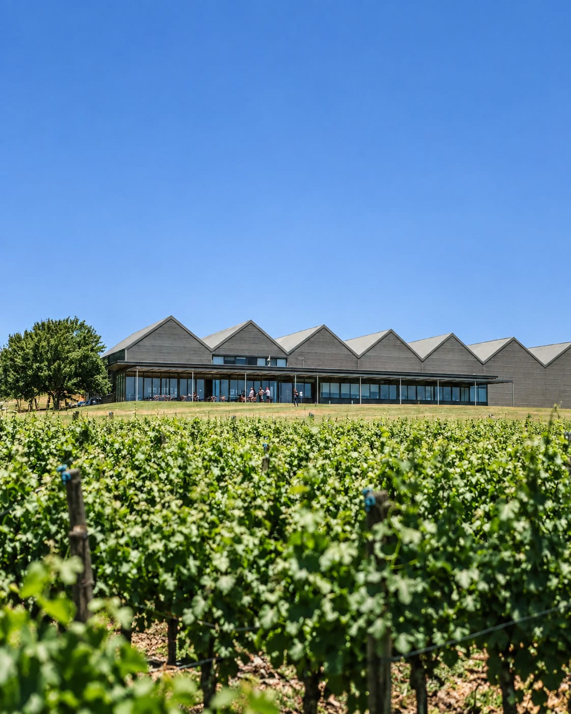 Modern winery building overlooking rows of green vines beneath a clear blue sky.