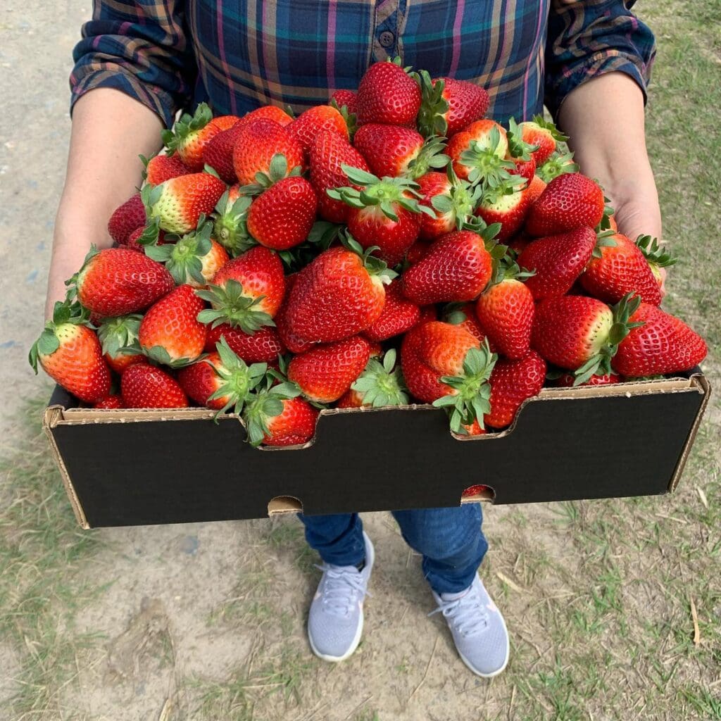 Someone holding out a large box full of strawberries picked from Oasis Berries.