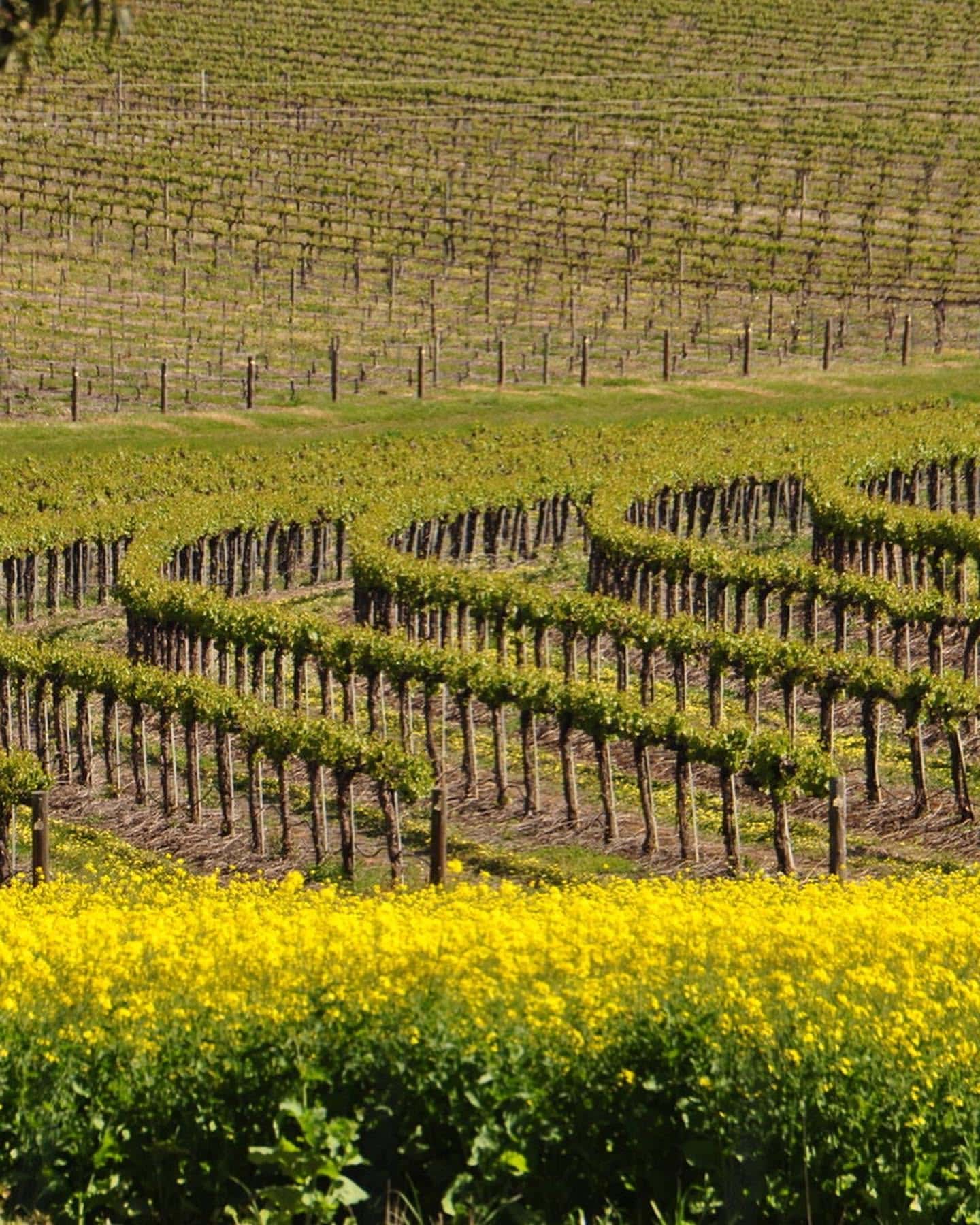 Rows of grapevines stretching across a vineyard with yellow flowers in the foreground.