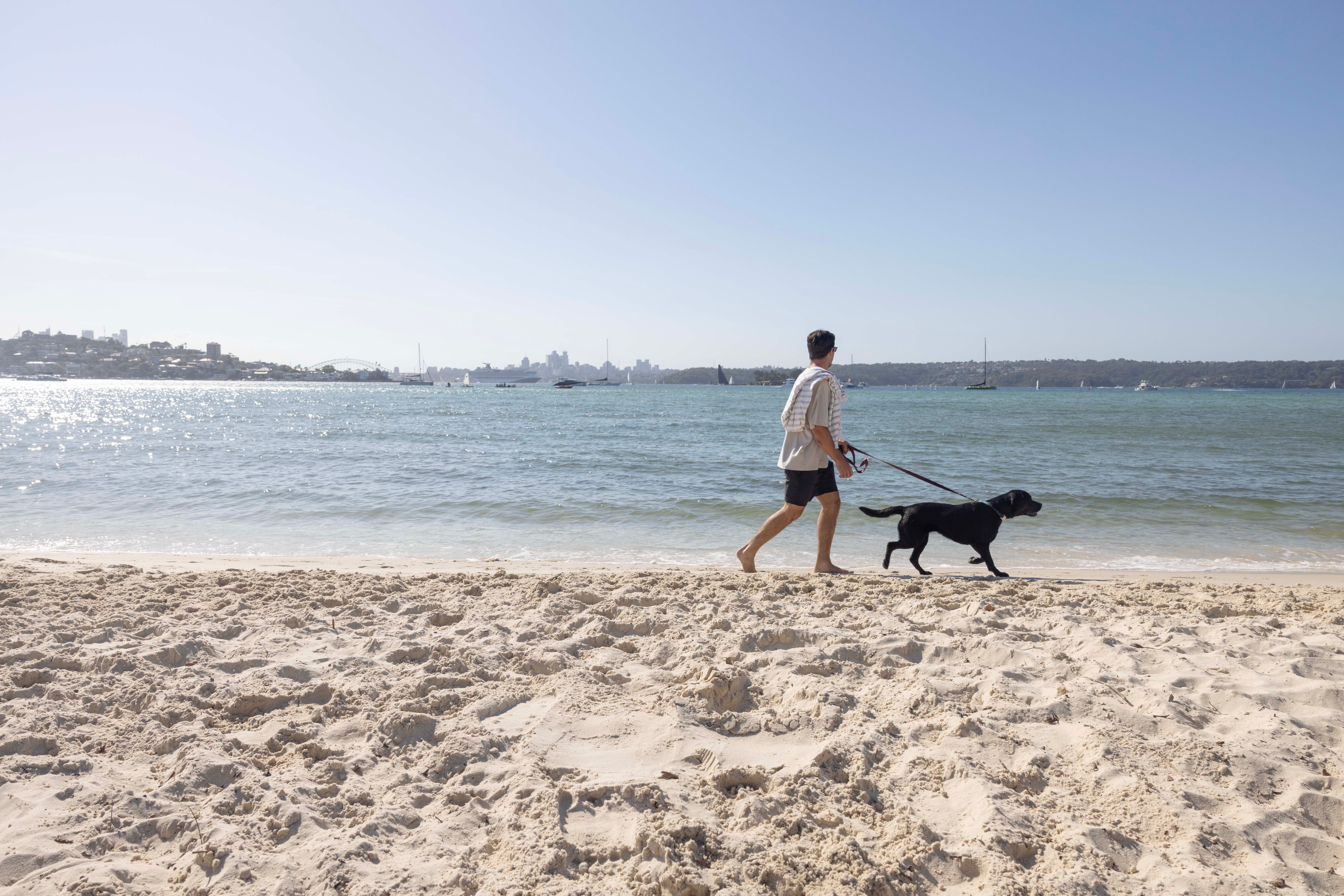 A man running along Rose Bay dog beach with his black lab