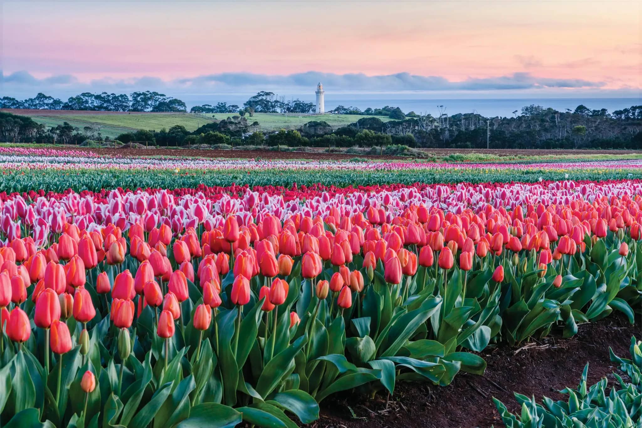 Sunset at Table Cape Tulip Farm in Tasmania