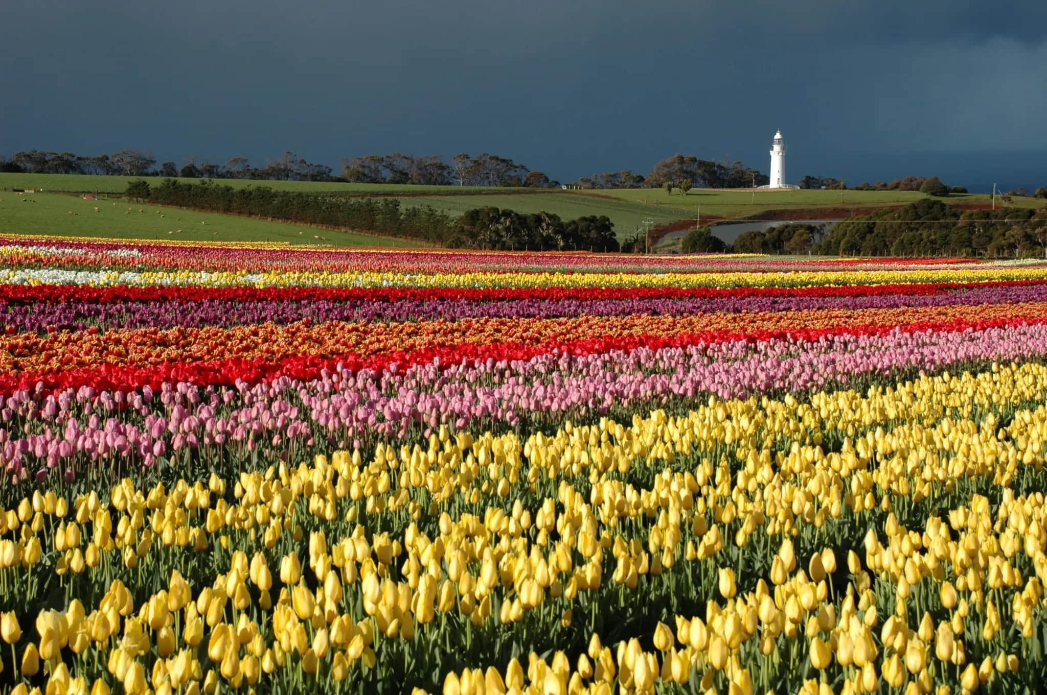 Rows of tulips and a lighthouse against a moody sky at Table Cape Tulip Farm in Tasmania