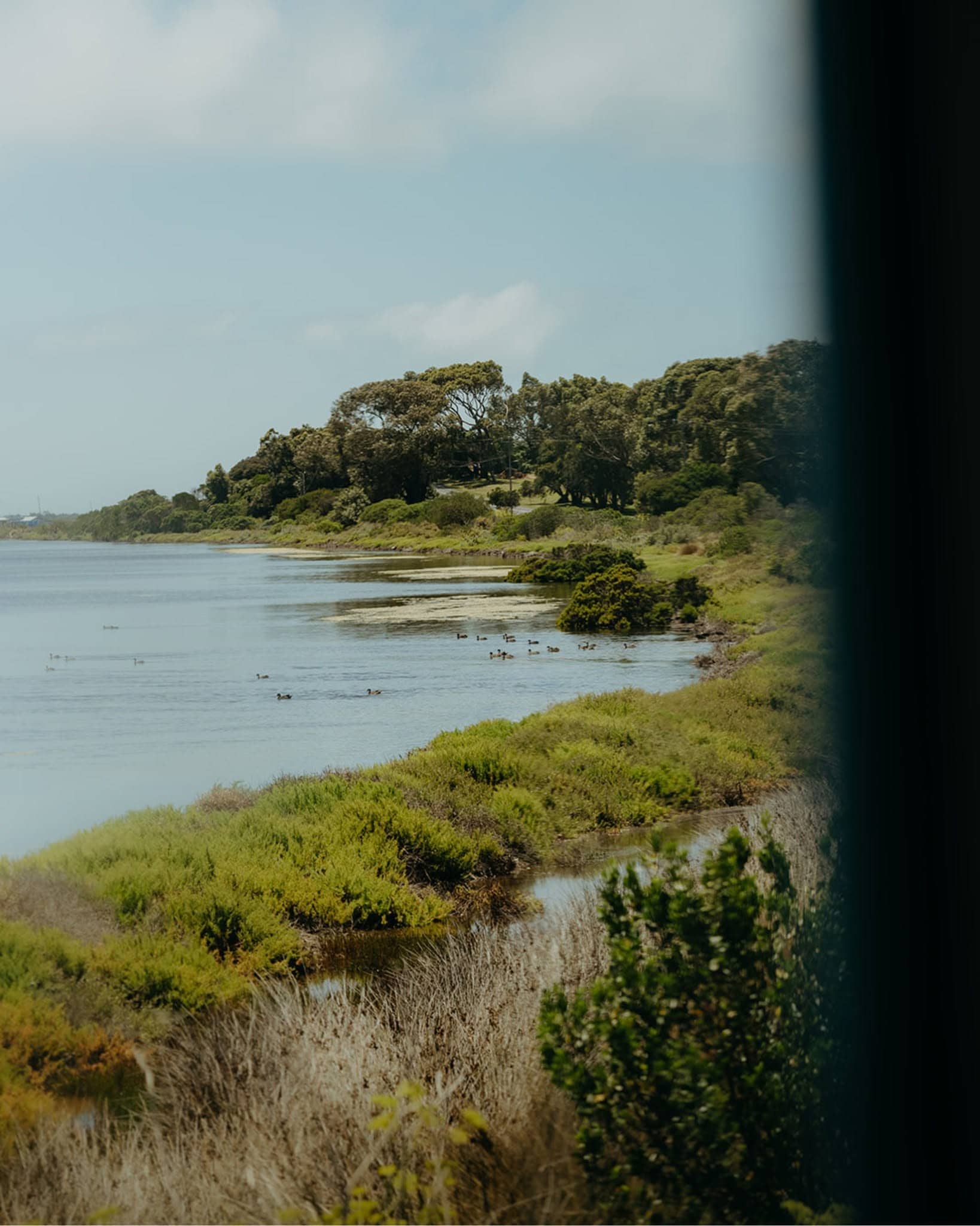 Coastal wetlands and Bellarine Peninsula scenery viewed from The Q Train during its regional Victoria rail journey.