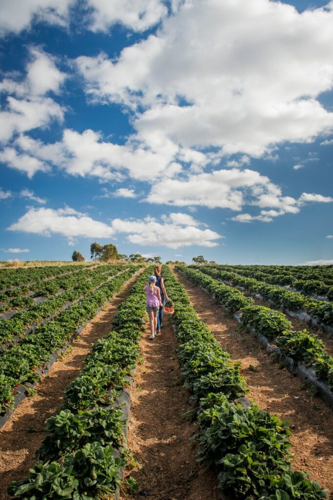 Beerenberg Farm in Hahndorf.
