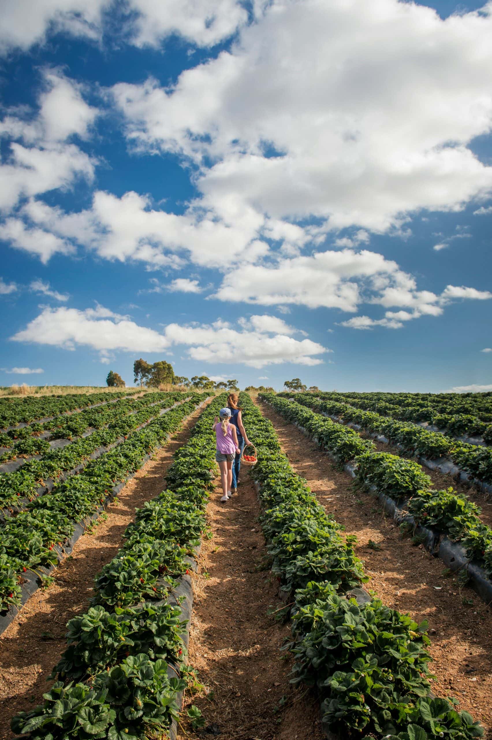 Beerenberg Farm in Hahndorf.