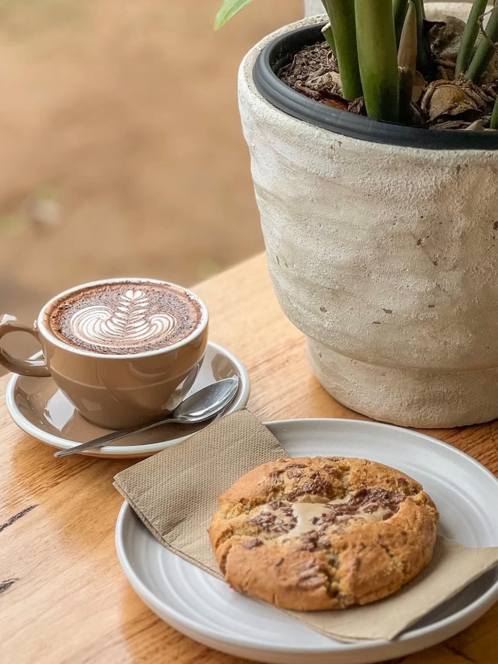 A coffee, cookie and pot plant at COAST Lighthouse Beach in Port Macquarie.
