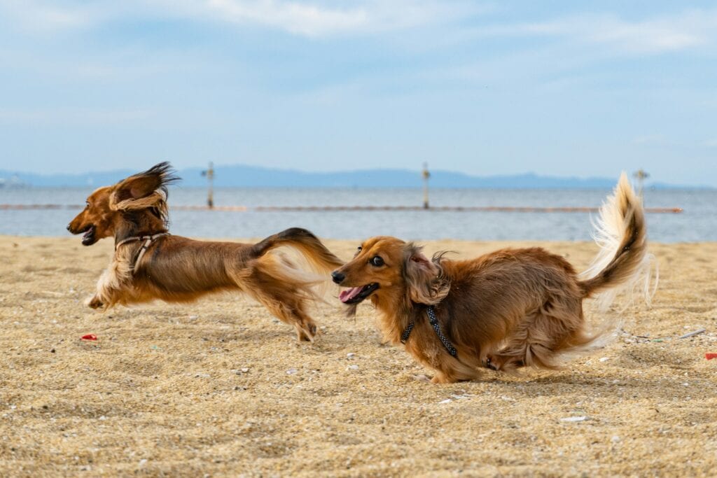 Two long-haired dachshunds running across the sand, ahead of the Wienerpalooza sausage dog races at Dionysus Winery, Murrumbateman