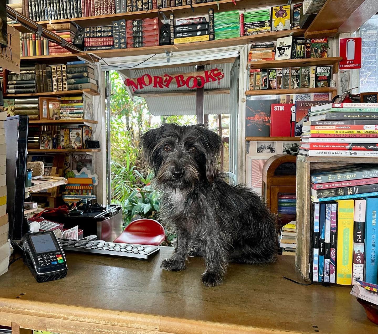 A doggy sitting on the counter of Bent Books in Brisbane