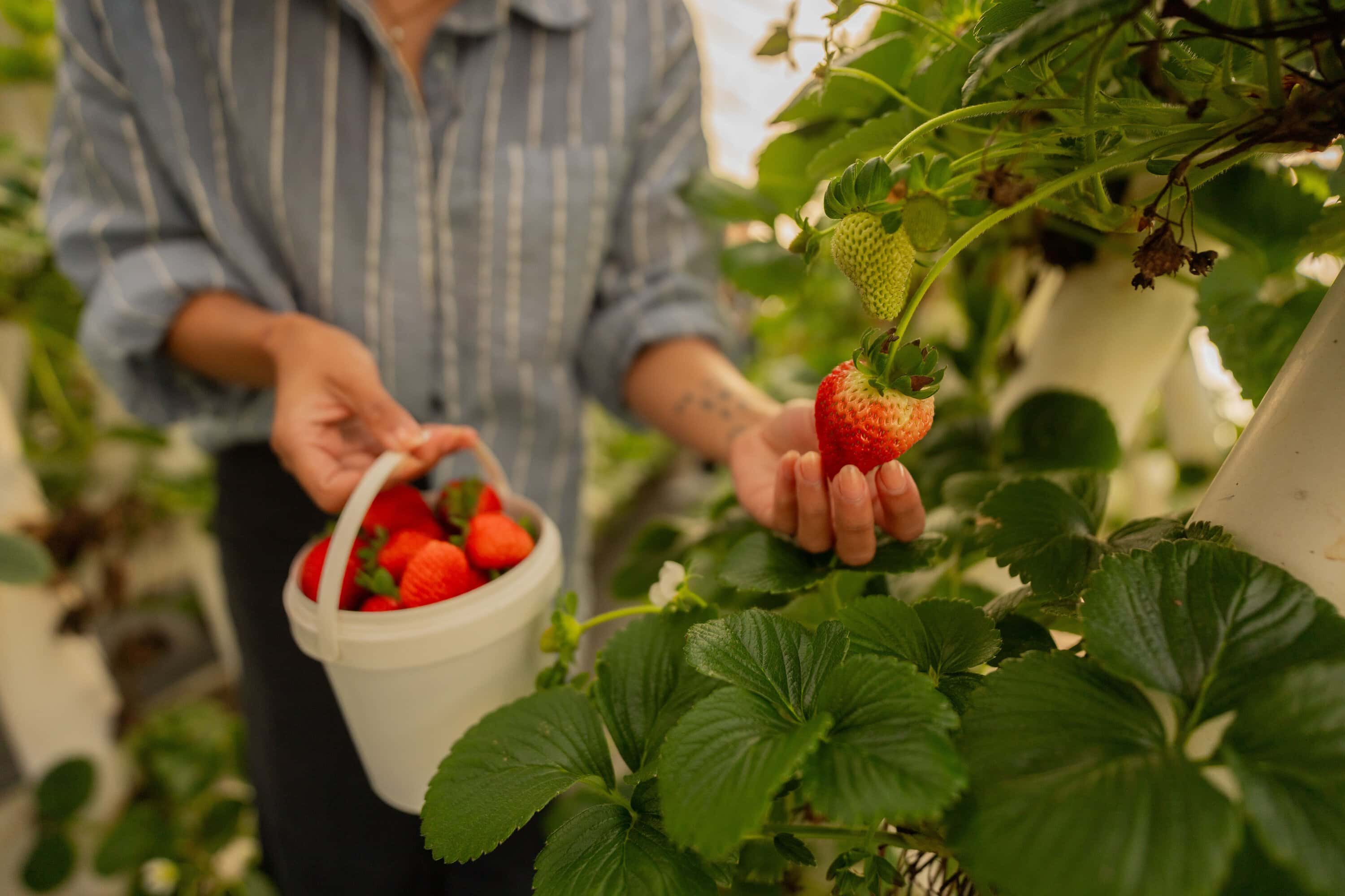 Visitors picking strawberries at Ricardoes Tomatoes and Strawberries Farm.