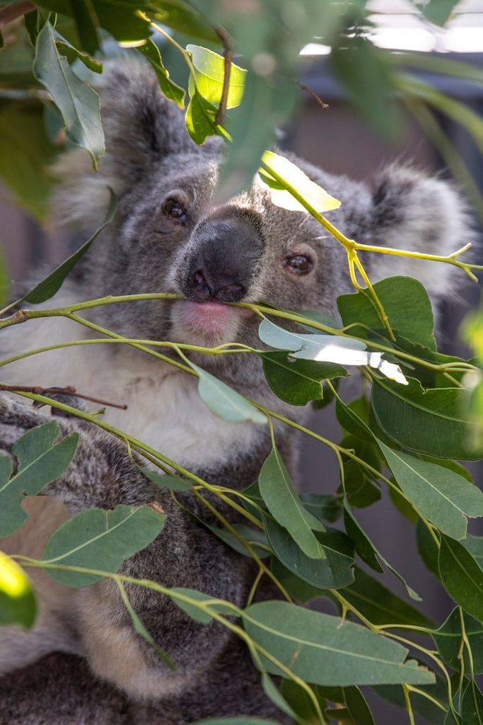 Koala sitting in a gum tree at the Port Macquarie Koala Hospital.