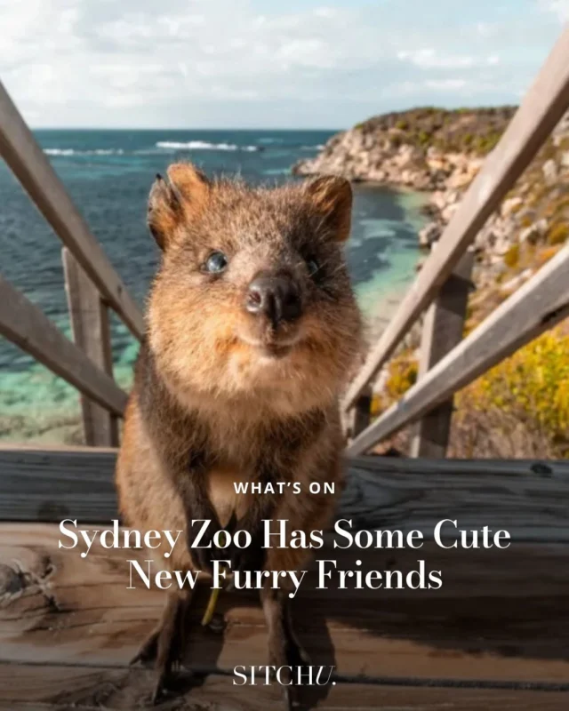 If you’ve been dreaming of getting over to WA's Rottnest Island to snap a selfie with the island's native furry friends, we're here to bring some good news! Three smiley quokkas have officially made their way east, landing at Sydney Zoo for the first time ever this month.⁠
⁠
All the details at the link in bio. ✨️