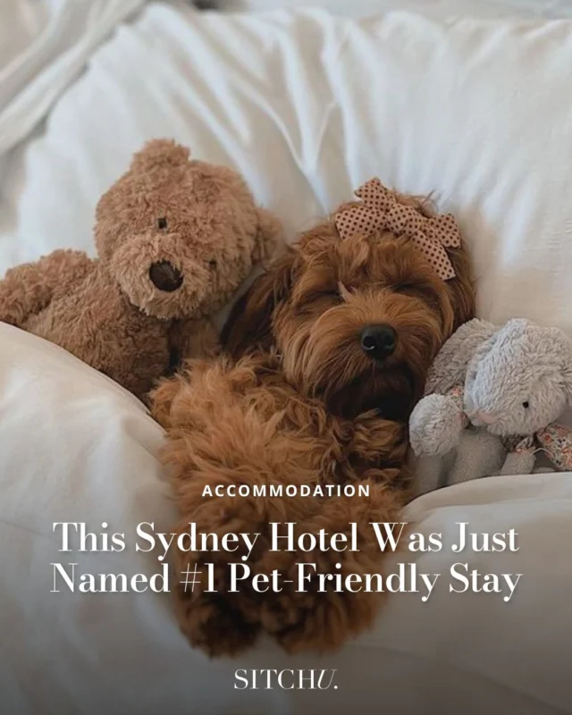 We're not surprised this luxury hotel took out first place with the abundance of extras they offer to furry friends. Think plush beds, goodie bags, breakfast in bed and even the option for afternoon tea. 🐩⁠
⁠
Does your doggo deserve a holiday? Head to the link in our bio for our favourite pet-friendly stays. 🐶