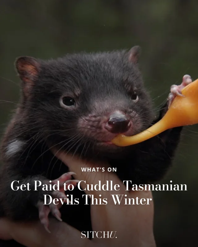 Ever dreamed of cuddling baby animals and getting paid for it? 👀 ⁠
⁠
Tasmania’s got a wild gig with your name on it — and trust us, it’s not your average winter job. Think cute creatures, cosy vibes, and major bragging rights. ⁠
⁠
Tap the link in bio to find out how to apply 🐾❄️ 

📷 @aussieark