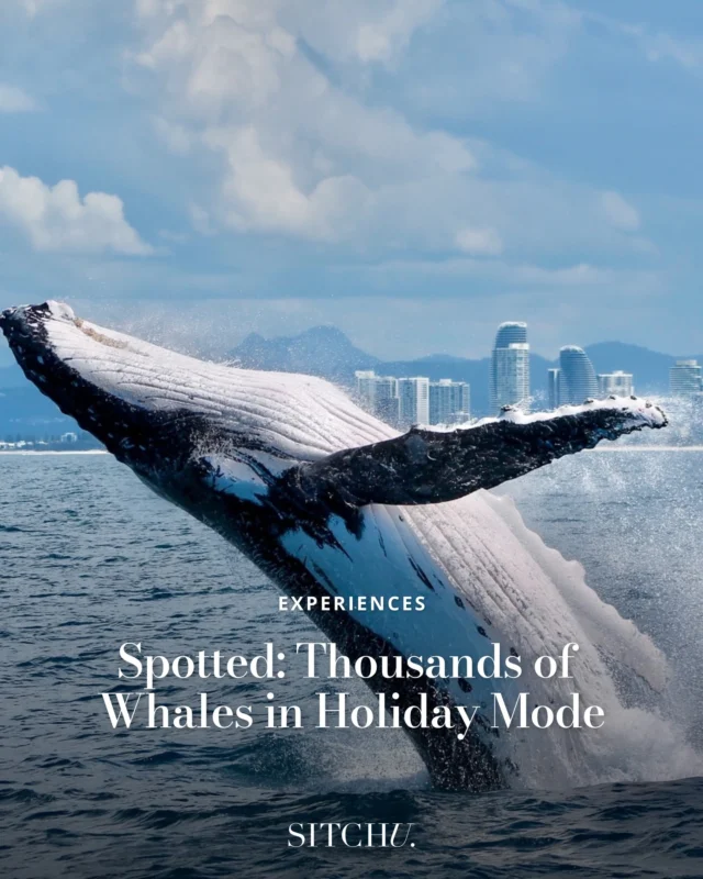 Not your average winter outing. Imagine kicking back on deck, sea breeze in your hair, and whales gliding by like it’s no big deal. Welcome to the wildest show on the Gold Coast. 🐋✨⁠
⁠
The best part? Every splash supports something bigger. Tap the link in our bio to find out more. 🌊