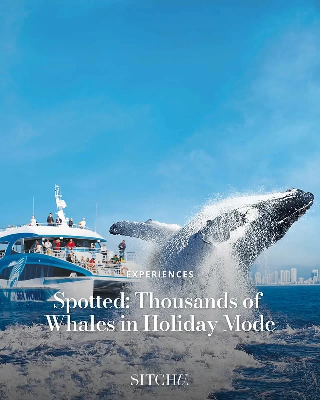 Not your average winter outing. Imagine kicking back on deck, sea breeze in your hair, and whales gliding by like it’s no big deal. Welcome to the wildest show on the Gold Coast. 🐋✨⁠
⁠
The best part? Every splash supports something bigger. Tap the link in our bio to find out more. 🌊⁠
⁠
Paid partnership with @seaworldcruises⁠
⁠
📷️ Supplied