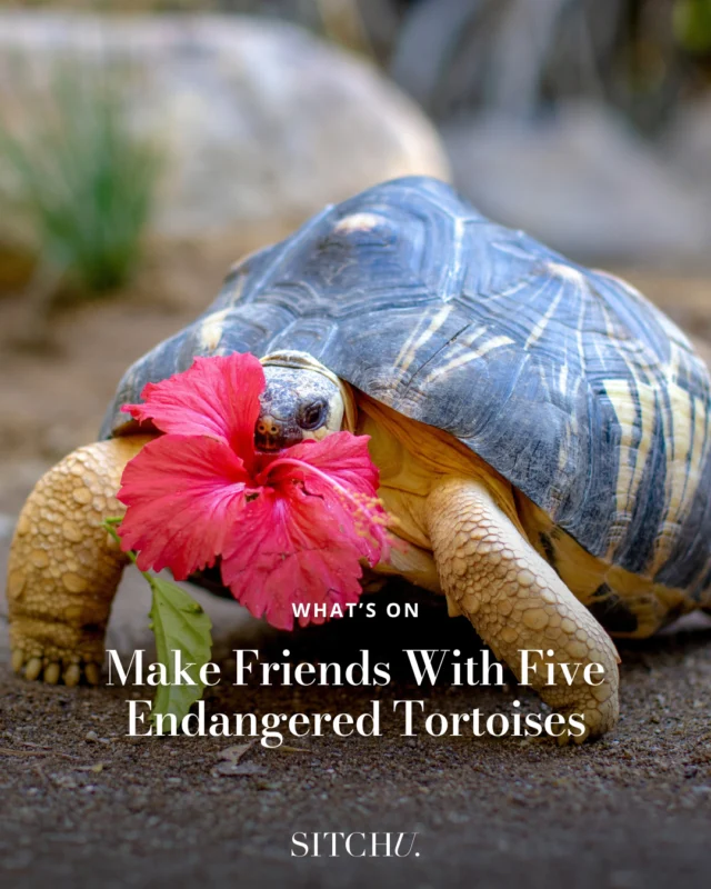 These adorable tortoises were rescued from the illegal wildlife trade, and will now live out their days in a purpose-built sanctuary designed to keep them happy and healthy. 🐢 What's more, there's even opportunities to meet the tortoises and feed them a snack! ⁠
⁠
Tap the link in our bio for more ideas on what to do this week.
