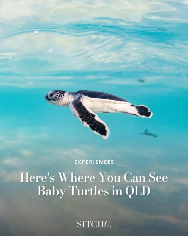 Tiny turtles sprinting to the sea? It doesn’t get more wholesome. This once-in-a-lifetime moment is worth the road trip. Tap the link in bio to find out where to catch it. Tap the link in bio for where (and when) to go.